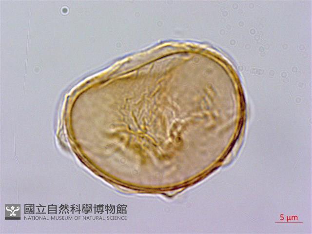 毛柄短腸蕨藏品圖，第3張