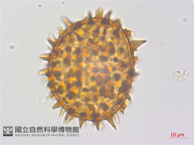 冷蕨藏品圖，第2張