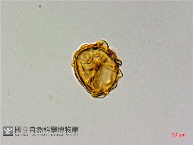 無苞蕨藏品圖，第3張