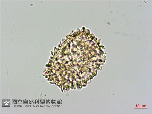 細葉姬蕨藏品圖，第2張