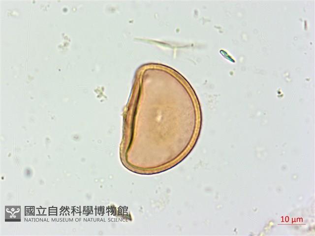 假軸果蹄蓋蕨、毛軸蹄蓋蕨藏品圖，第2張