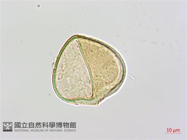 邊緣鱗蓋蕨藏品圖，第3張