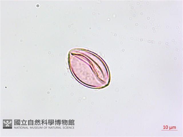 縮羽鐵角蕨藏品圖，第3張