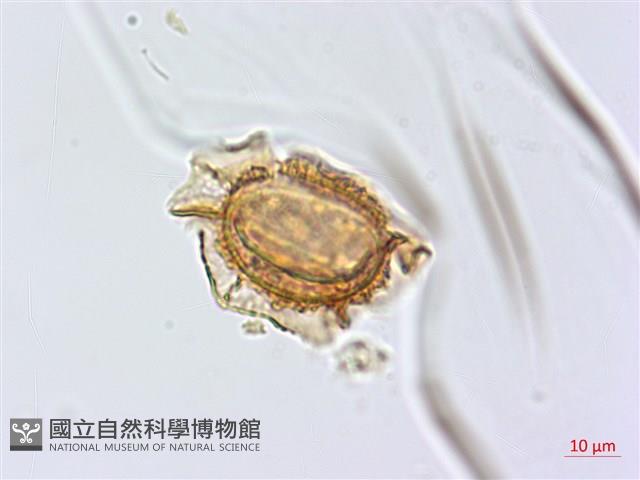 假耳羽雙蓋蕨藏品圖，第2張