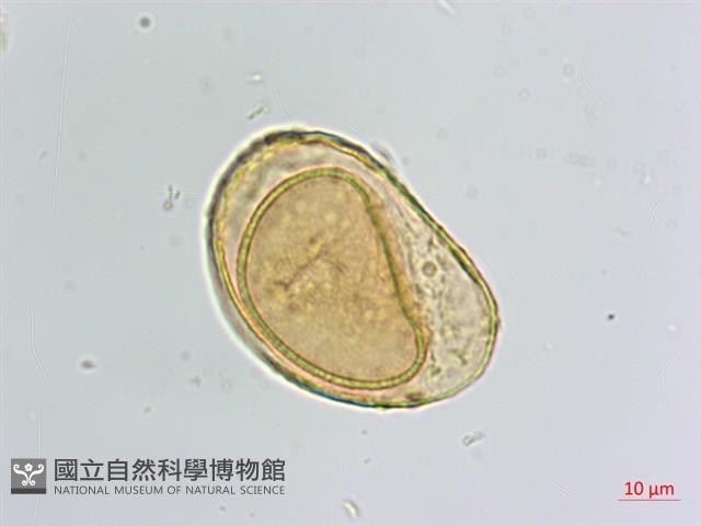 蓬萊蹄蓋蕨藏品圖，第3張