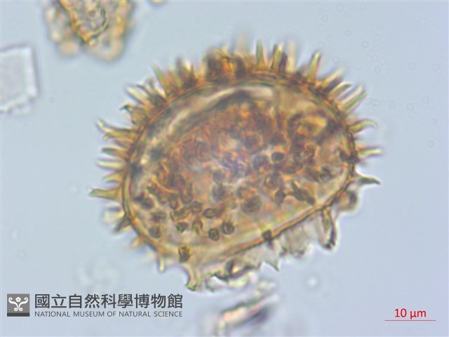 亞蹄蓋蕨藏品圖，第2張