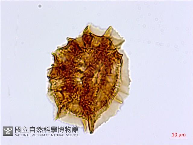 骨碎補鐵角蕨藏品圖，第3張