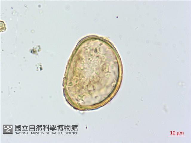 小葉蹄蓋蕨藏品圖，第2張
