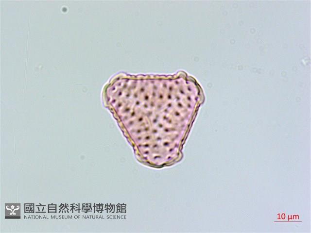 蛇足石杉、千層塔藏品圖，第3張