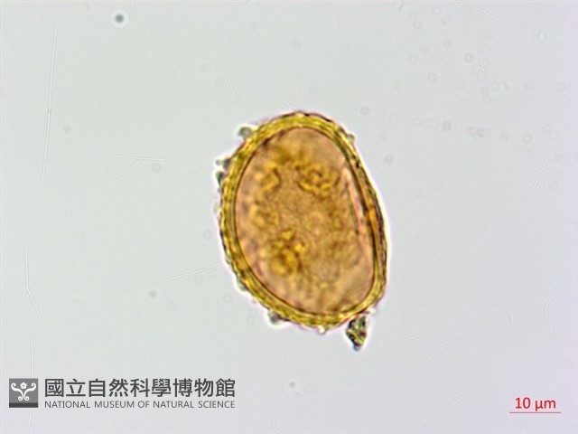 登錄號:P015727藏品圖，第2張