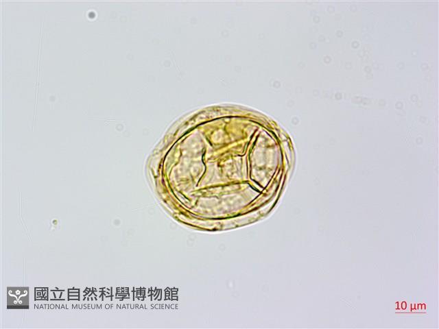 蘇鐵蕨藏品圖，第3張