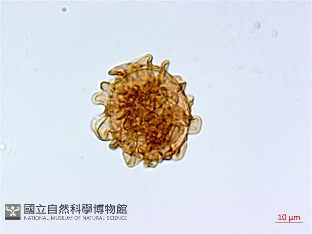 華中峨眉蕨藏品圖，第3張