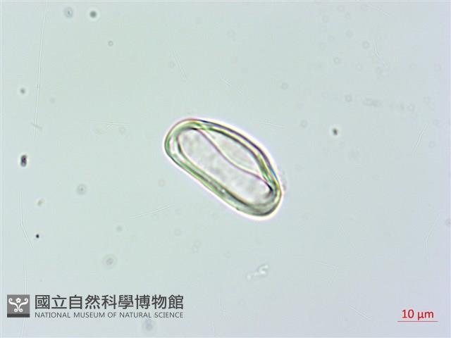 雙扇蕨藏品圖，第3張