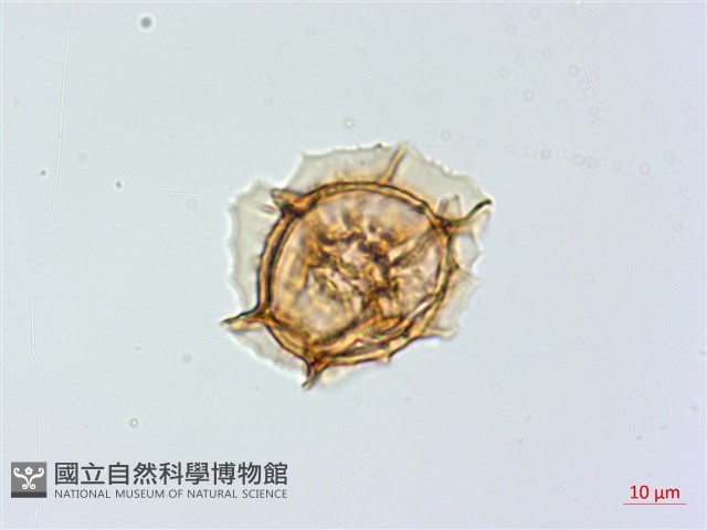 單邊鐵角蕨藏品圖，第3張