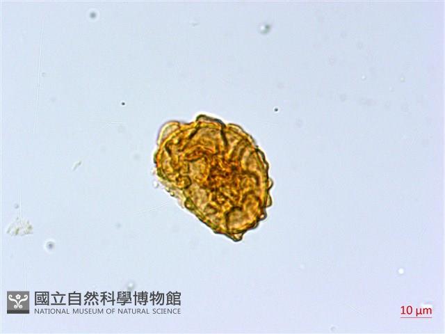 細裂羽節蕨藏品圖，第2張