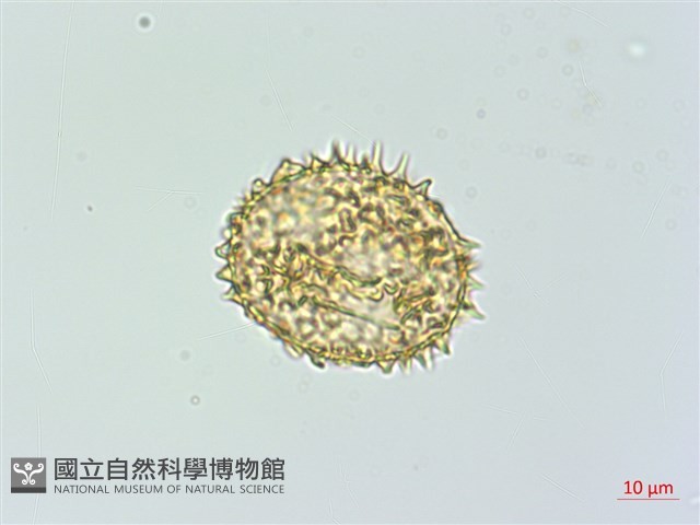 肋毛蕨藏品圖，第2張