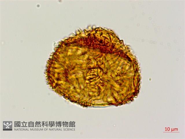 韓氏黑桫欏藏品圖，第3張