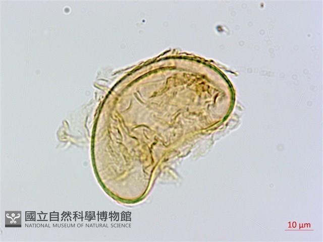 異裂短腸蕨藏品圖，第3張