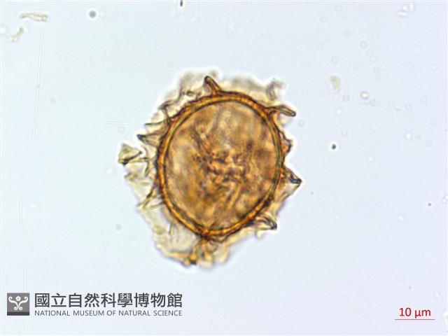 狹基巢蕨藏品圖，第3張