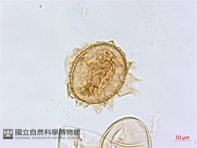 登錄號:P010017藏品圖，第3張