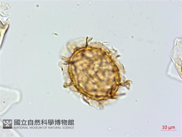 單邊鐵角蕨藏品圖，第3張