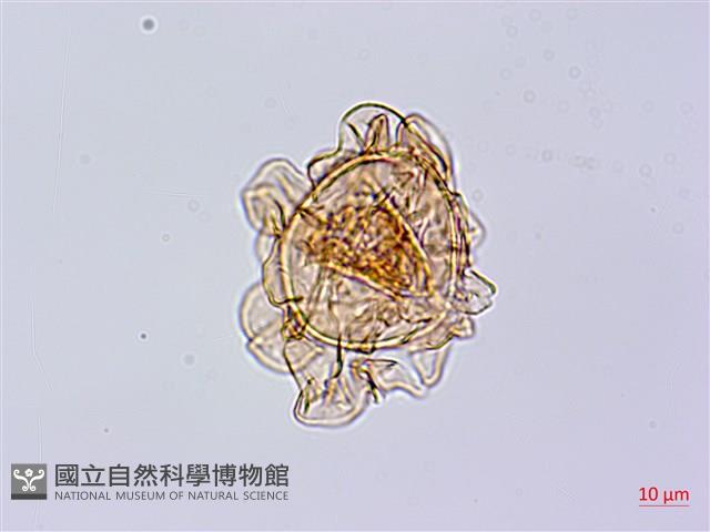 單葉雙蓋蕨藏品圖，第3張