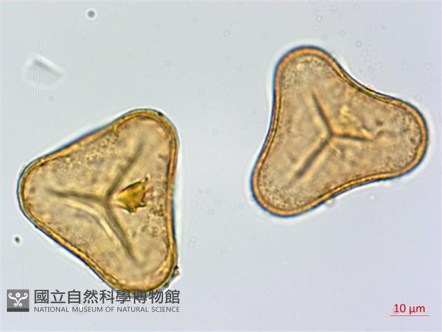 華鳳丫蕨藏品圖，第3張