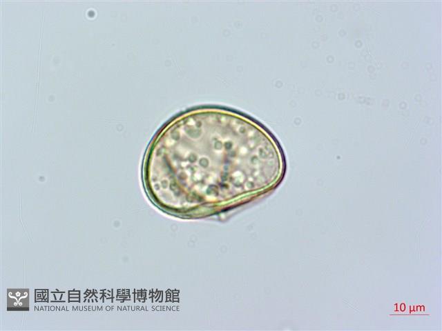 虎克氏鱗蓋蕨藏品圖，第3張