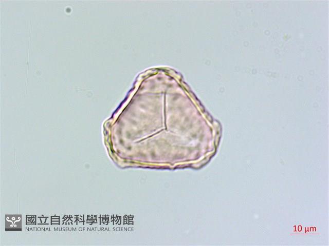 千層塔藏品圖，第2張