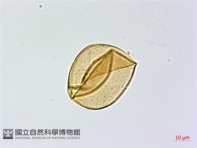 高山鳳丫蕨藏品圖，第2張