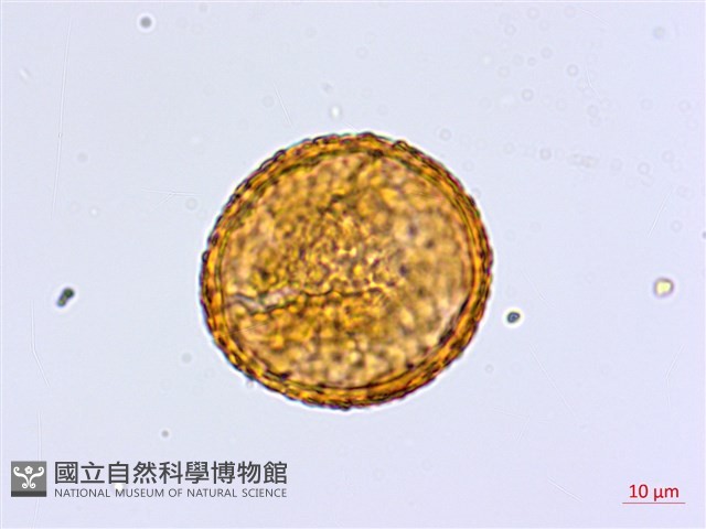 梅山鐵線蕨藏品圖，第3張