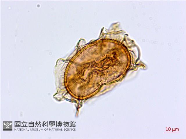 劍葉鐵角蕨、箭葉鐵角蕨藏品圖，第2張