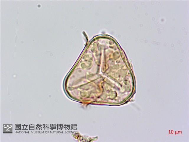 黑桫蕨藏品圖，第3張