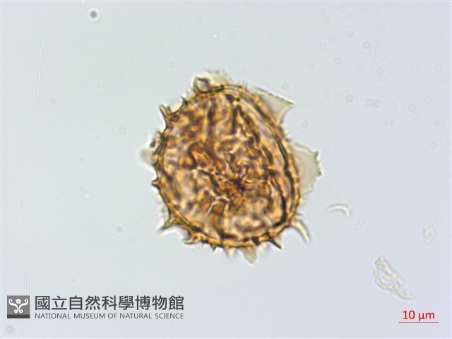小鐵角蕨藏品圖，第3張