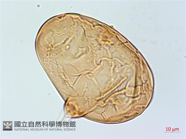 雙扇蕨藏品圖，第2張