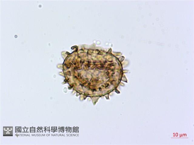 假蹄蓋蕨、東洋蹄蓋蕨藏品圖，第3張