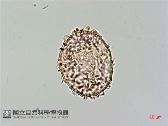 細葉姬蕨藏品圖，第3張