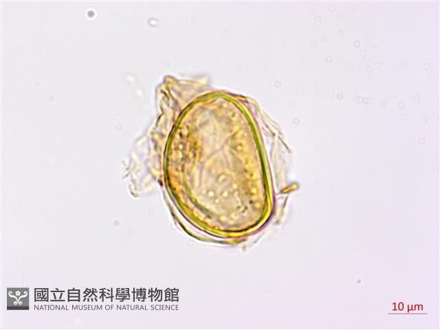 日本狗脊蕨藏品圖，第3張