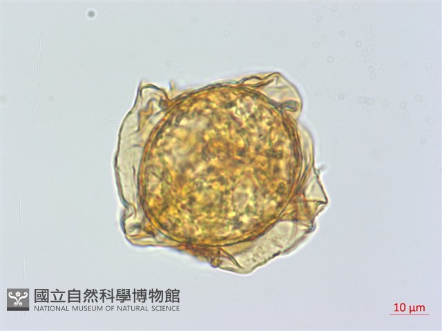 鐮羽貫眾藏品圖，第3張