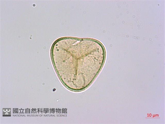 刺柄碗蕨藏品圖，第3張