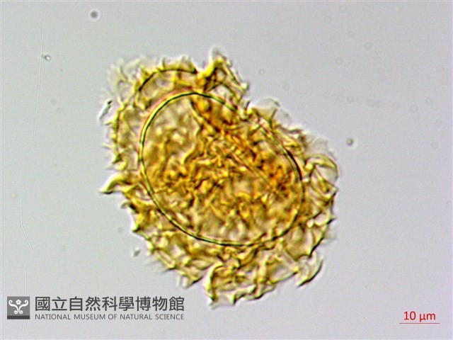 翅柄三叉蕨藏品圖，第3張