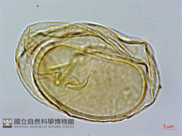 登錄號:P014947藏品圖，第2張