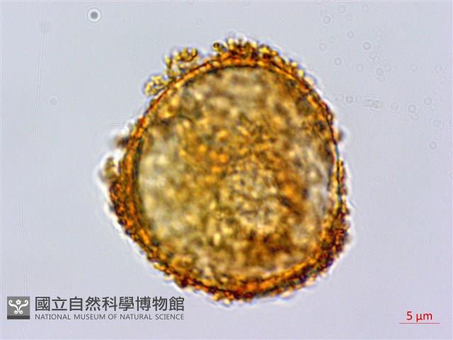 蕨藏品圖，第3張