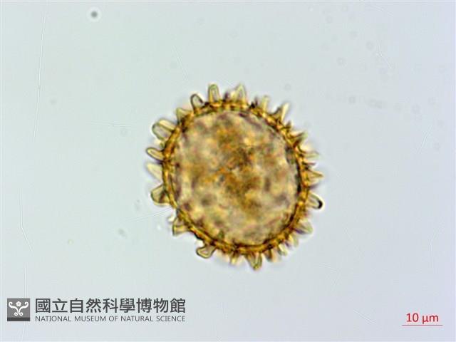 假蹄蓋蕨藏品圖，第2張