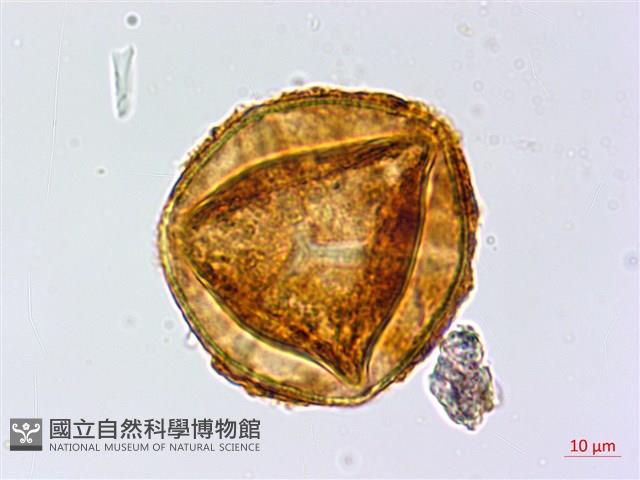 Accession Number:P014347 Collection Image, Figure 2, Total 3 Figures