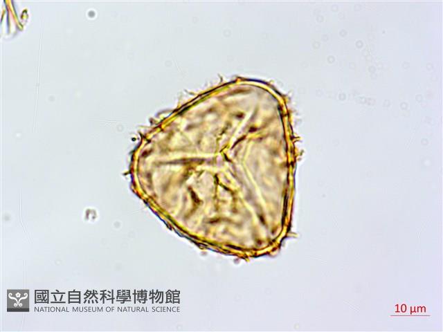 鬼桫欏藏品圖，第2張