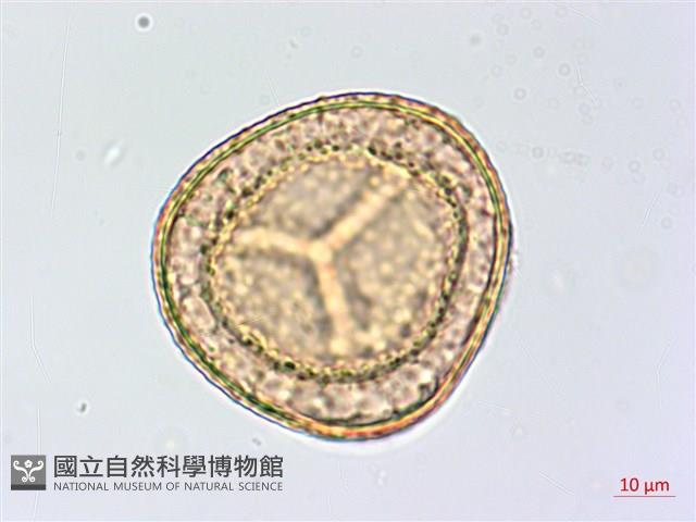 鹵蕨藏品圖，第3張