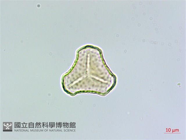 登錄號:P011077藏品圖，第3張