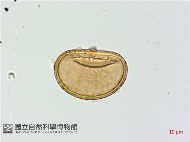 擬溪谷蹄蓋蕨藏品圖，第2張
