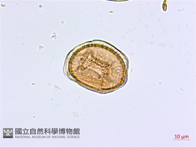 大黑柄鐵角蕨藏品圖，第3張